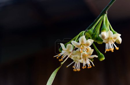 Coton en soie blanche, Ceiba, Kapok, Java coton (nom scientifique : Ceiba pentandra) fleurs fleurissent sur l'arbre sur un fond noir.