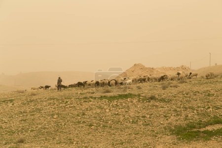 Photo for Landscape during sandstorm in the Israel and Palestine desert, with shepherd grazing goats and sheep in the background. - Royalty Free Image