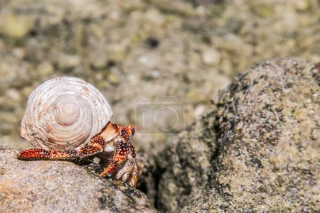 Crabe-ermite des fraises sur la baie tropicale, îles Cook, Rarotonga. Crabe ermite rouge fraise marche sur la plage rocheuse. Le charognard Coenobita perlatus rampe sur la plage ensoleillée. Destination paradisiaque sur les îles Cook, Rarotonga.