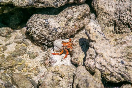 Strawberry red hermit crab on tropical bay,  Cook Islands, Rarotonga. Strawberry red hermit crab walks on rocky beach. Scavenger Coenobita perlatus crawl on the sunny beach. Paradise destination on the Cook Islands, Rarotonga.