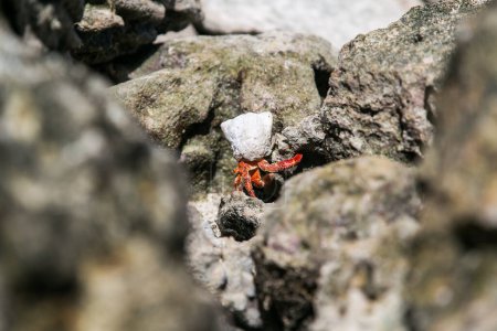 Crabe ermite rouge fraise marche sur la plage rocheuse. Le charognard Coenobita perlatus rampe sur la plage ensoleillée. Destination paradisiaque, baie tropicale sur les îles Cook, Rarotonga.