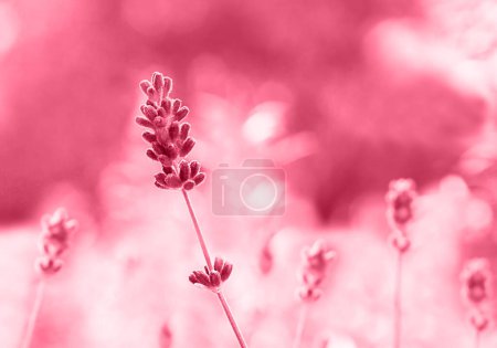 Photo for Color of the year 2023 - Viva Magenta. Trendy fashion color. Lavender flowers growing in the garden in summer. Closeup of lavender. High quality photo - Royalty Free Image