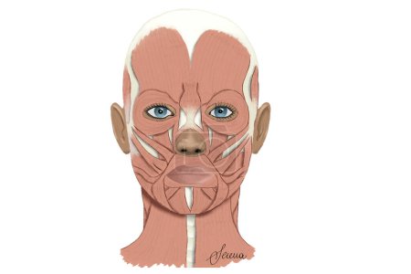 Foto de Vista frontal del músculo facial - Imagen libre de derechos