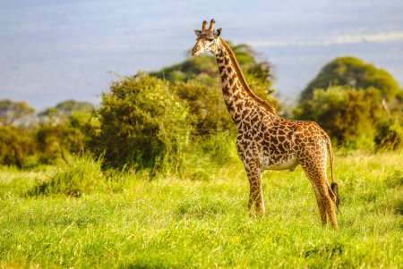 Foto de Masai Giraffe, Massai-Giraffe in Amboseli National Park, Kenya, Africa - Imagen libre de derechos