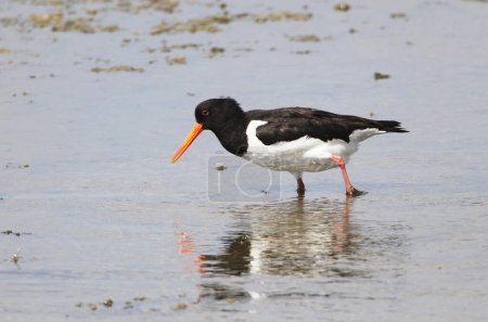 Photo for An Oystercatcher (Haematopus ostralegus) searching for Food, Peninsula Nordstrand, Germany, Europe - Royalty Free Image
