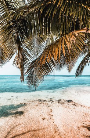 Téléchargez les photos : Belle plage avec palmiers sur une île tropicale - en image libre de droit