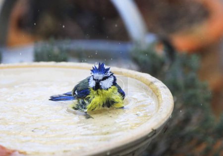 Taking a Bath: Blue Tit in a Garden, Germany, Europe