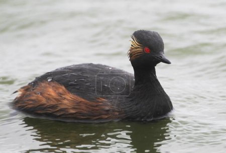 Foto de Un Grebe de cuello negro en un lago, Alemania, Europa - Imagen libre de derechos