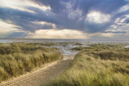 Photo for Dunes at the Beach of Amrum, Germany, Europe - Royalty Free Image