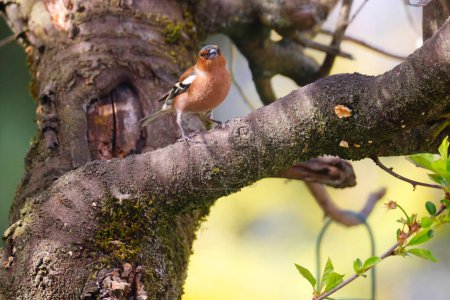 Photo for Common Chaffinch (fringilla celebs) on a tree - Royalty Free Image