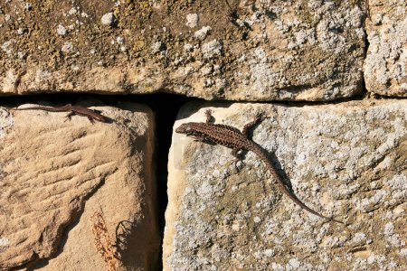 Téléchargez les photos : Wall Lizard at a wall, Wartberg, Heilbronn, Allemagne, Europe - en image libre de droit