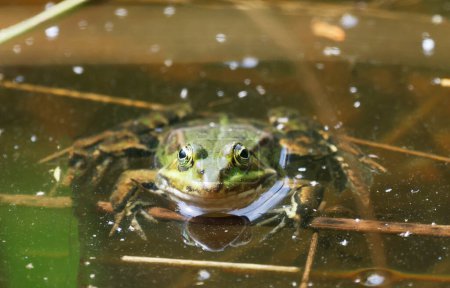 Téléchargez les photos : A Pool Frog (Rana lessone) in the Water, Ziegeleipark Heilbronn, Allemagne, Europe - en image libre de droit