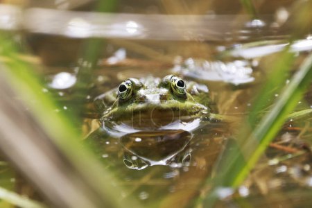 Photo for A Pool Frog (Rana lessone) in the Water, Ziegeleipark Heilbronn, Germany, Europe - Royalty Free Image