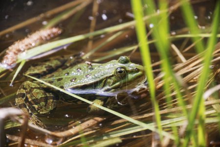 Téléchargez les photos : A Pool Frog (Rana lessone) in the Water, Ziegeleipark Heilbronn, Allemagne, Europe - en image libre de droit