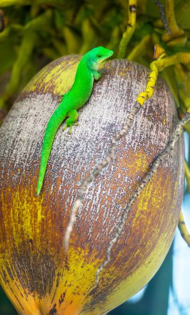 Téléchargez les photos : Taggecko, Gecko géant des Seychelles (Phelsuma sundbergi) sur une noix de coco, Praslin, Seychelles, Océan Indien, Afrique. - en image libre de droit