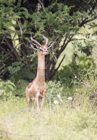 Foto de Gerenuk, Giraffengazelle en el Parque Nacional Tsavo West, Kenia, África - Imagen libre de derechos