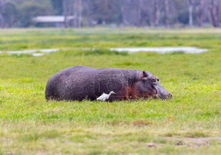 Téléchargez les photos : Hippo dans le parc national d'Amboseli, Kenya, Afrique - en image libre de droit