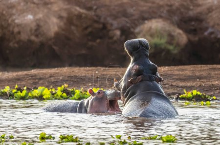 Photo for Hippo in Tsavo-West National Park, Kenya, Africa - Royalty Free Image