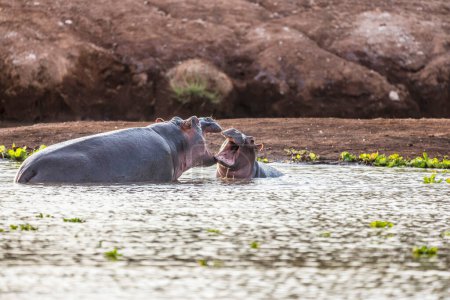 Photo for Hippo in Tsavo-West National Park, Kenya, Africa - Royalty Free Image