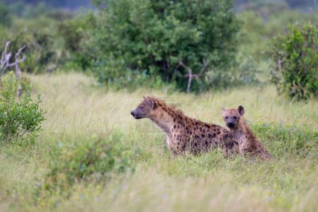 Photo for Two Spotted Hyenas in Tsavo East National Park, Kenya, Africa - Royalty Free Image