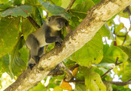 Foto de Mono de garganta blanca (cercopithecus albogularis) en un árbol, Kenia, África - Imagen libre de derechos