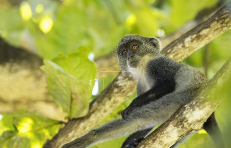 Foto de Mono de garganta blanca (cercopithecus albogularis) en un árbol, Kenia, África - Imagen libre de derechos