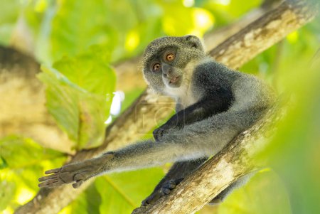 Photo for White-throated Monkey (cercopithecus albogularis) in a tree, Kenya, Africa - Royalty Free Image