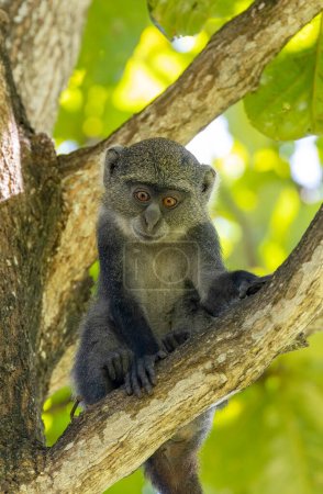 Photo for White-throated Monkey (cercopithecus albogularis) in a tree, Kenya, Africa - Royalty Free Image