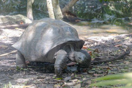 Photo for An Aldabra giant tortoise (dipsochelys gigantea), Curieuse Island, Seychelles, Indian Ocean, Africa. - Royalty Free Image