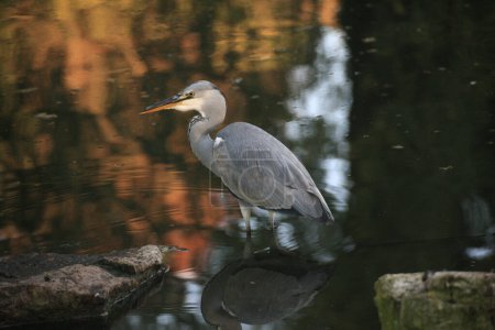 Photo for Grey Heron (Ardea cinerea) is hunting, Graureiher - Royalty Free Image