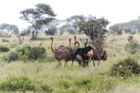 Téléchargez les photos : Ostrich in Tsavo East National Park, Kenya, Africa - en image libre de droit