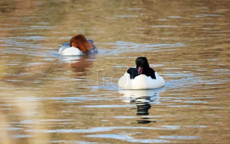 Photo for A goosander in the zugwiesen Area, Germany, Europe. - Royalty Free Image