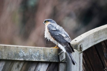 A Sparrow Hawk, Accipiter nisus,  is sitting on a fence and waits for prey