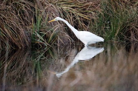 A Great white EGret in the Reed, Germany