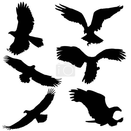 Ilustración de Siluetas de águila. Silueta de águila sobre fondo blanco - Imagen libre de derechos