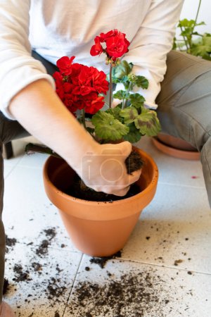 Detalle de manos trasplantando geranio en maceta de barro marrón, planta con flores rosadas, mujer irreconocible sentada en el suelo atendiendo a sus plantas