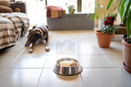 Photo for Dog away from the sad food dish waiting because it is hot, homemade meal of rice with meat and vegetables. Dog not hungry - Royalty Free Image