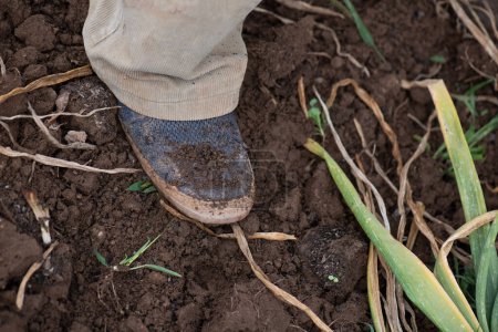 Foto de Detalle de pies con zapatillas en huerto, hombre mayor, zapatillas de lona azul marino y pantalones de pana marrón. hojas de tierra y cebolla - Imagen libre de derechos
