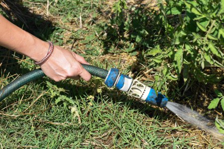Téléchargez les photos : Détail de la main d'une femme arrosant une plante de tomate avec un raccord rapide pour l'irrigation par arrosage. - en image libre de droit