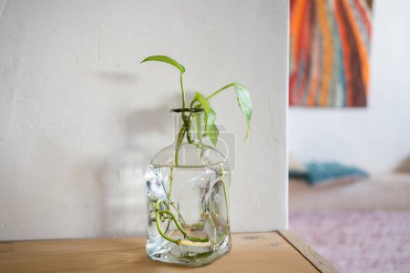 décoration de vase avec de l'eau et du potus pour cultiver des racines sans terre, dans un intérieur rustique mais moderne avec tapis, coussins et bois.