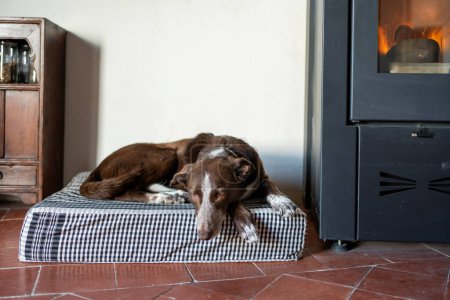 Photo for Dog sleeping in his bed next to a burning pellet cooker, bed with typical brown plaid fabric, dog resting inside a warm house. - Royalty Free Image