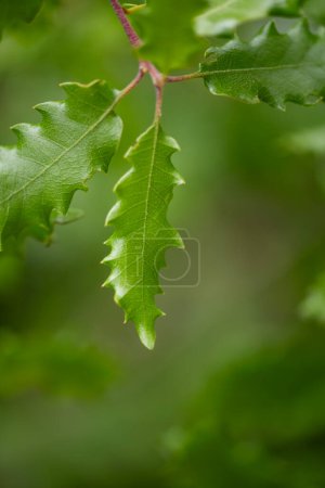 close-up detail of new holm oak leaf, very green and young leaf on green background out of focus with copyspace