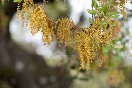macro imagen de la flor de encina, árbol con una gran cantidad de flor de primavera, fondo borroso de hojas y otras flores con buen bokeh