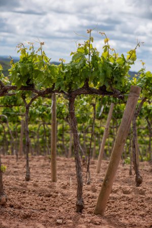 image of vines linked together for machine harvesting, tall and healthy vines