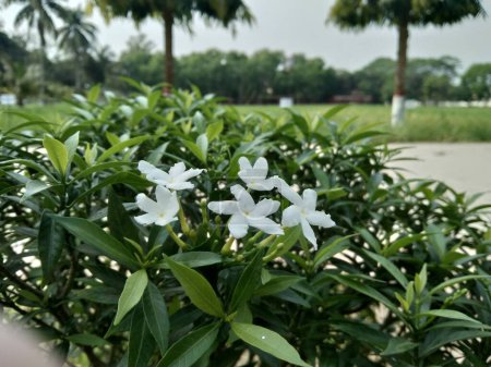 Photo for Beautiful bud and blossom Pinwheel flowers aka Gardenia Crape Jasmine flower in the garden. - Royalty Free Image