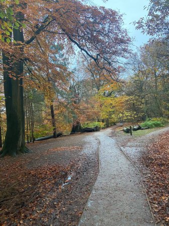 Téléchargez les photos : Path through the forest at Alderley Edge - en image libre de droit