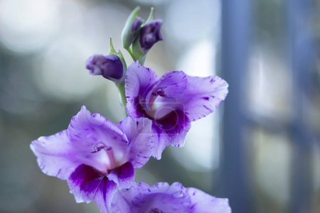 Photo for Large striking exotic purple flowering spikes of hybrid gladioluses "Passos" with buds. - Royalty Free Image