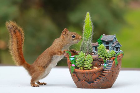 Cute fluffy American red squirrel is standing near the decorative chinese  pot with pagoda and growing cactus and succulents in it  in the back yard outdoor table.