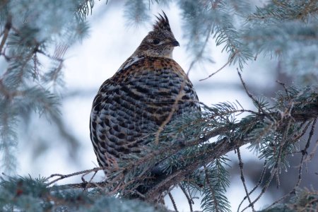 Puffed female Ruffed grouse is sitting on the spruce tree on a frosty branch in cold winter day.