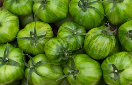 Texture of unripe green "Get stuffed organic" striped tomatoes.